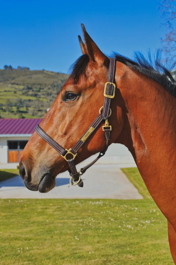 Graf de Maeza - Face