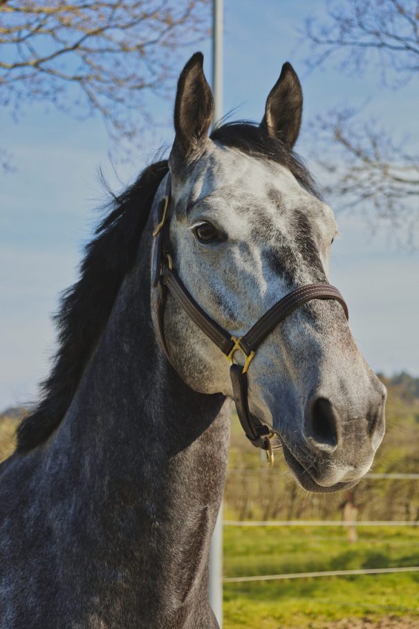 Falstaff de Maeza - Face